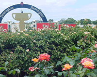 melbourne-cup.gif