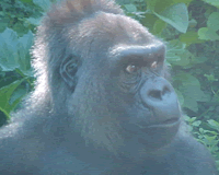 melbourne-zoo-gorilla.gif
